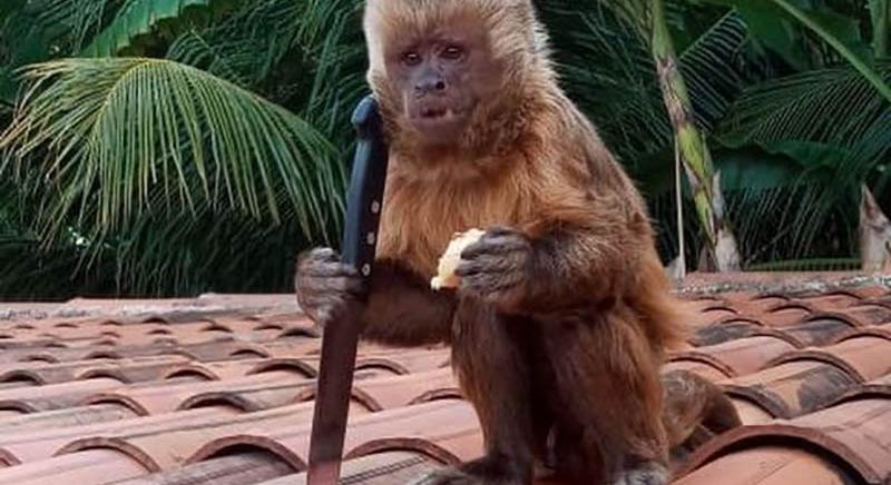 Lenyúlt konyhakéssel menekült egy házat felforgató majom Brazíliában – videó