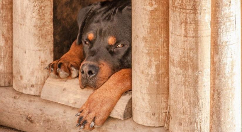 Elpusztult a farkas, egy kutyát tettek a helyére egy kínai állatkertben