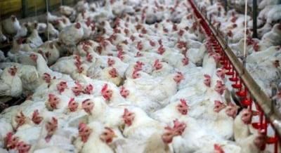 70-szer több a csirkehús Ukrajnában, de idén az EU léphet