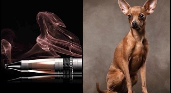 E-cigaretta: kutyád életébe is kerülhet, ha megkaparintja