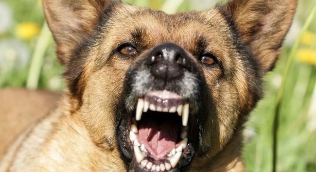 Döbbenetes támadás: kutyák marcangolták szét a hároméves Sanyika arcát