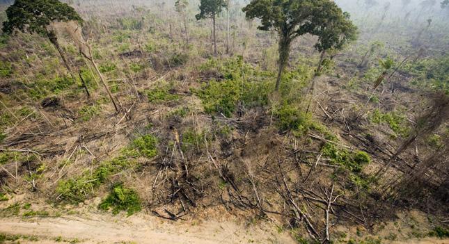 A világ trópusi esőerdőinek kétharmadát tönkretette az emberiség