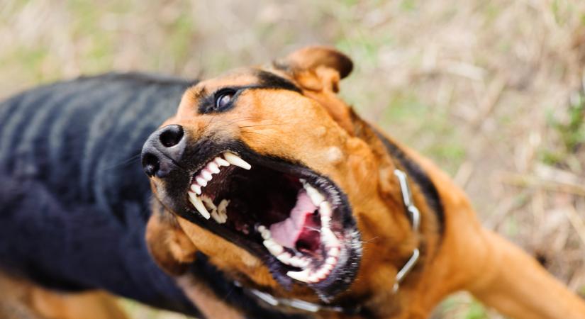 Újlétai kutyatámadás: harci eb is marcangolta a hároméves kisfiút
