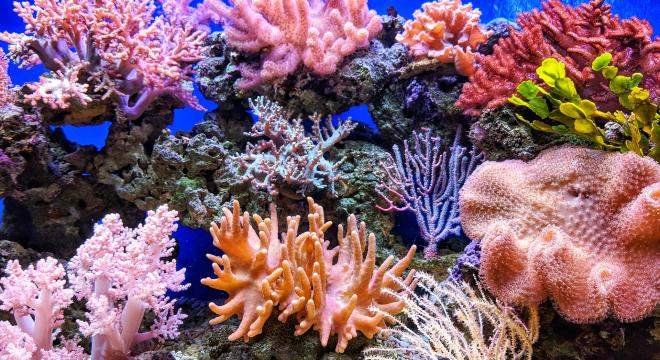 Megbecsülték a korallfajok számát a Csendes-óceánban