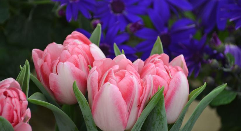 Friss tulipánok a vázában