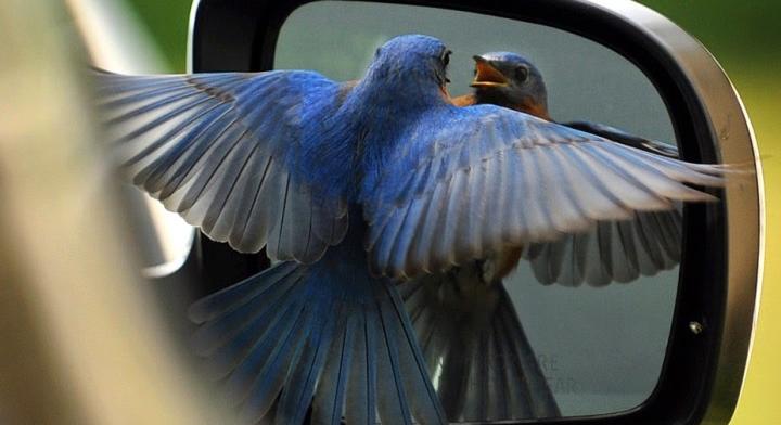 A tükröződő felületek eltakarásával megelőzhető a madarak ablaktámadása