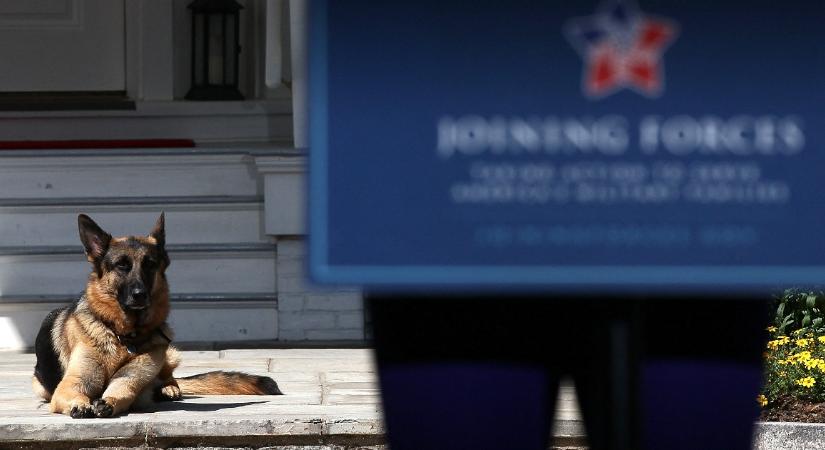 Joe Biden német juhászkutyáit kiköltöztették a Fehér Házból egy harapásos incidens miatt