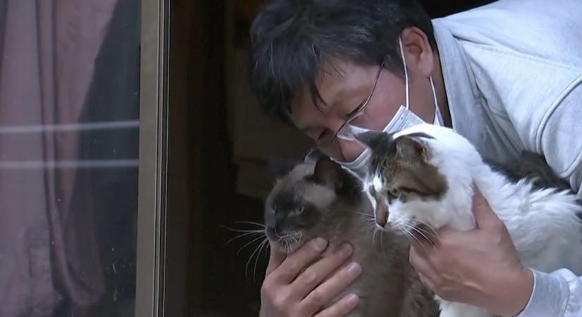 41 kóbor macskát mentett meg Fukusimában, és halálukig gondozza őket