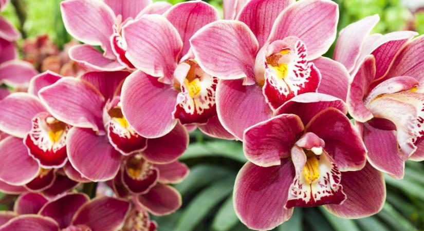 Így gondozd az orchideát - Ha ezeket betartod, garantáltan szép és hosszú életű lesz a növényed