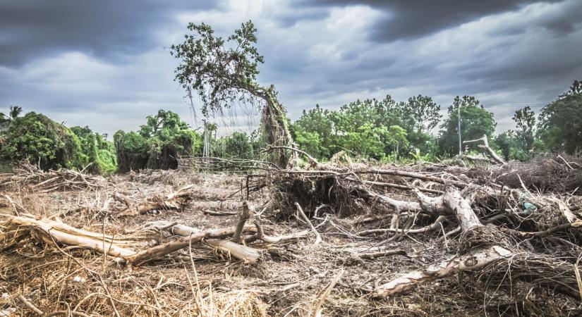 Mostanra az emberiség elpusztította vagy tönkretette a világ ősi esőerdőinek nagyjából kétharmadát