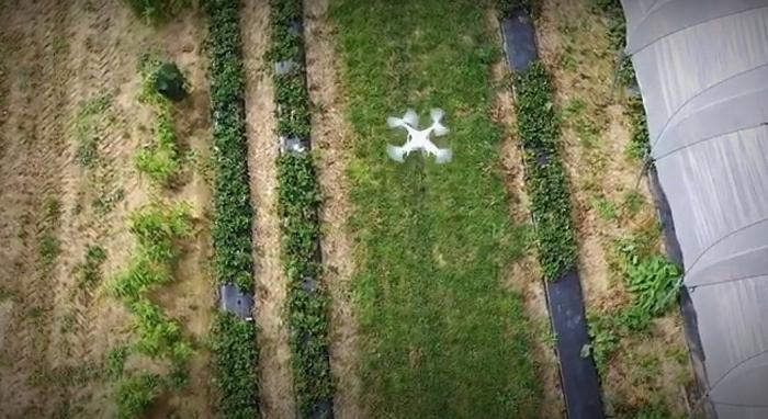 Repülő mezőgazdaság: a drón levegőből számolja az epret