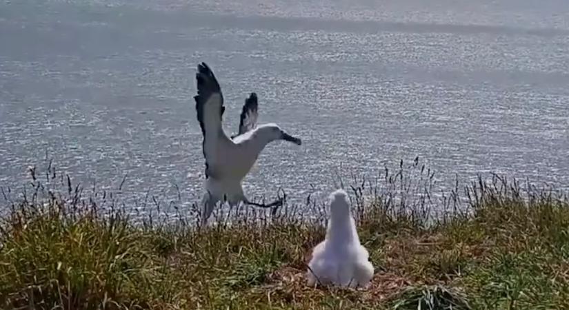 Röhög a világ egy albatroszon, aki pofára esett leszállás közben