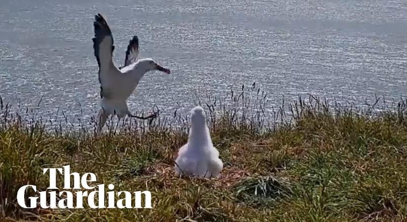 Elvétette a landolást az albatrosz, ország világ kuncog rajta-videó