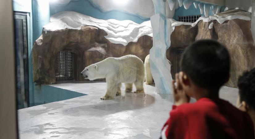 Megnyitott a kínai szálloda, amit jegesmedvék zárt kifutója köré építettek