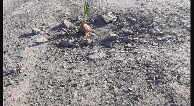 Romániában útjavítás helyett burgonyát és hagymát ültettek a kátyúkba