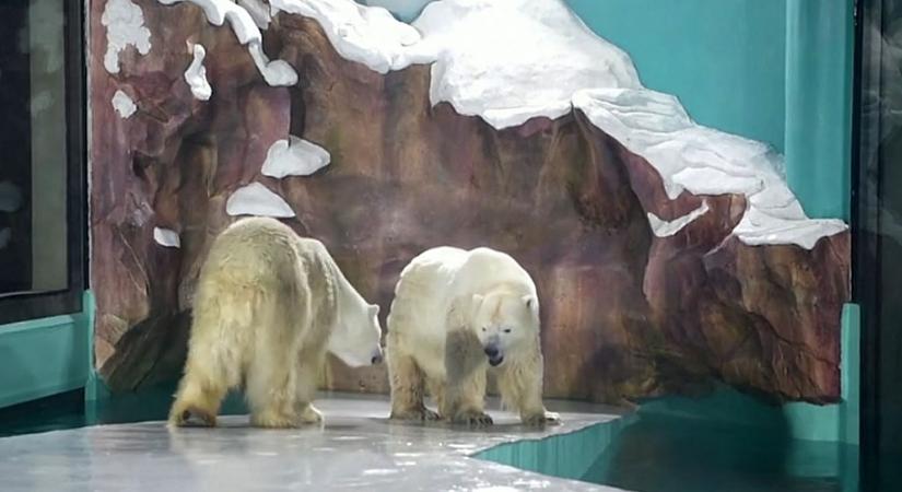 Jegesmedvéket lehet bámulni nonstop egy új hotelben, kiakadtak az állatvédők