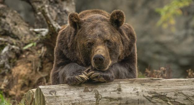 Kokain túladagolásban elhunyt barna medvéről készítenek filmet