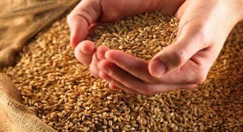 Az orosz gabona ára okoz bizonytalanságot Ukrajnában