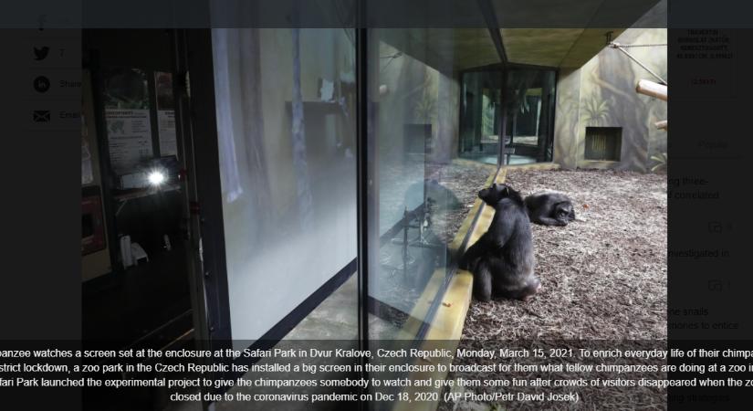 „Csimpánzvalóságshow-val” ütik el az időt az unatkozó csimpánzok
