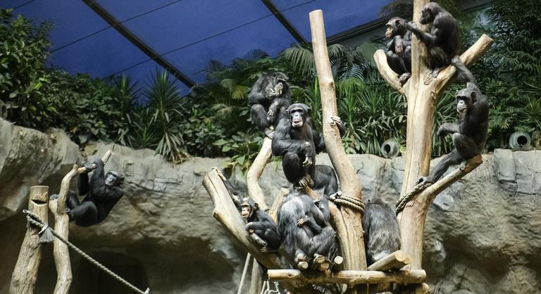 Unatkoznak a csimpánzok Csehországban, valóságshow-val szórakoztatják őket