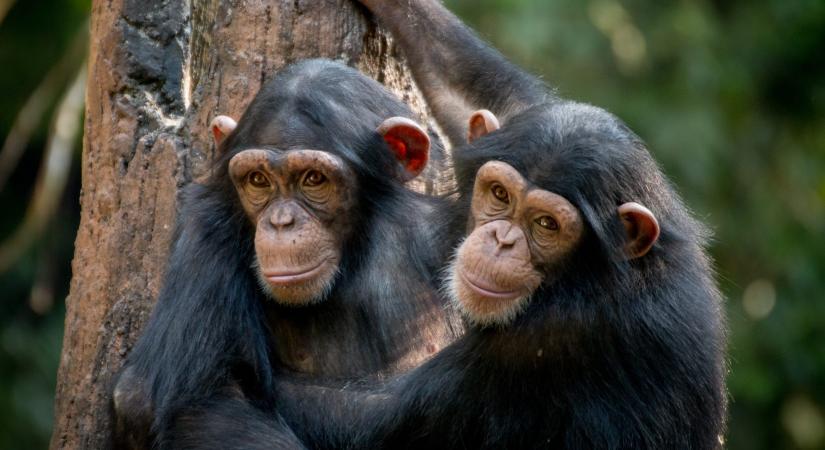 Valóságshow-val ütik el az időt egy cseh állatkert csimpánzai