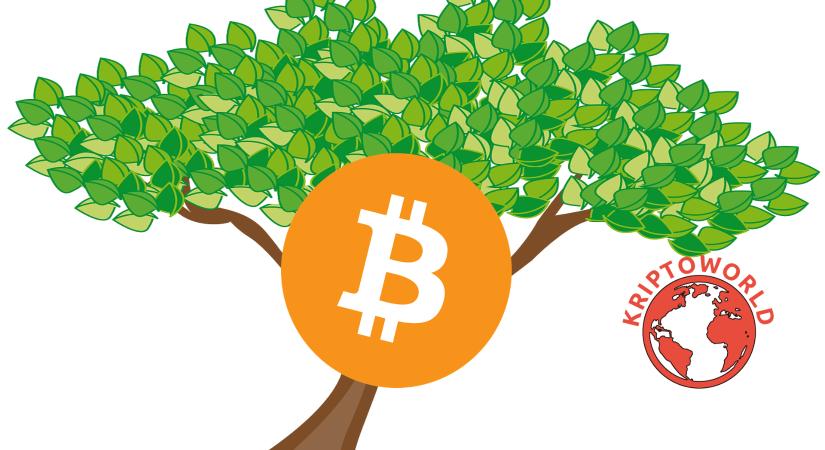 Bitcoin ciklusok: Bitcoin fa?