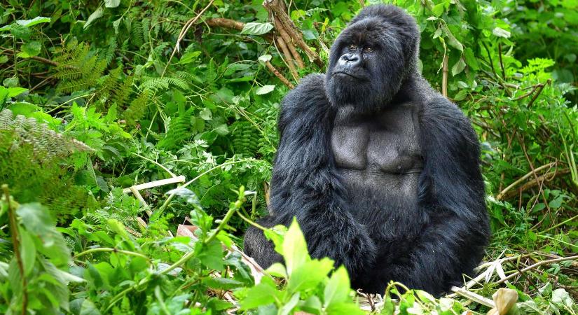 Gorillák ezreit mentették meg a Wall Streetet felforgató kisbefektetők