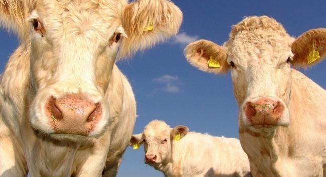Megvan a megoldás a szarvasmarhák metánkibocsátása ellen