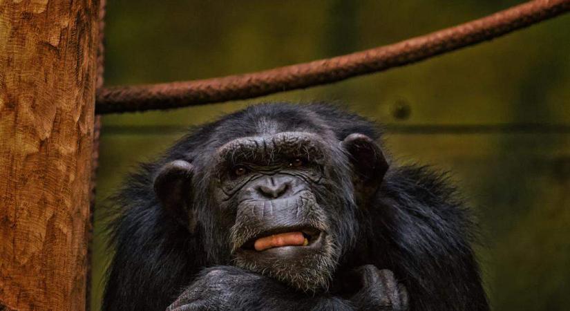Csimpánzvalóságshow-val szórakoztatják az unatkozó majmokat