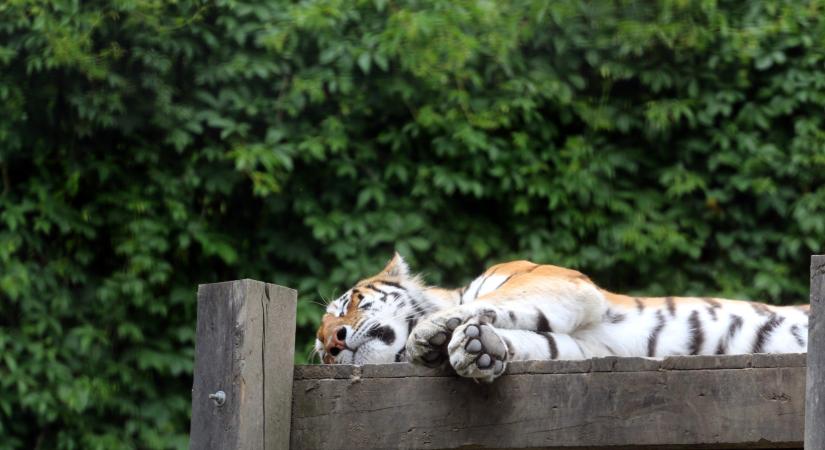 Két ritka lakóját is rákbetegségben veszítette el a ljubljanai állatkert