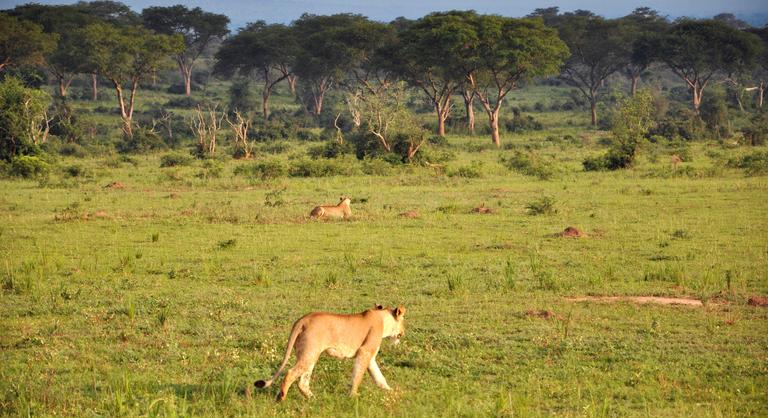 Oroszlánokat mérgezhettek meg egy ugandai nemzeti parkban
