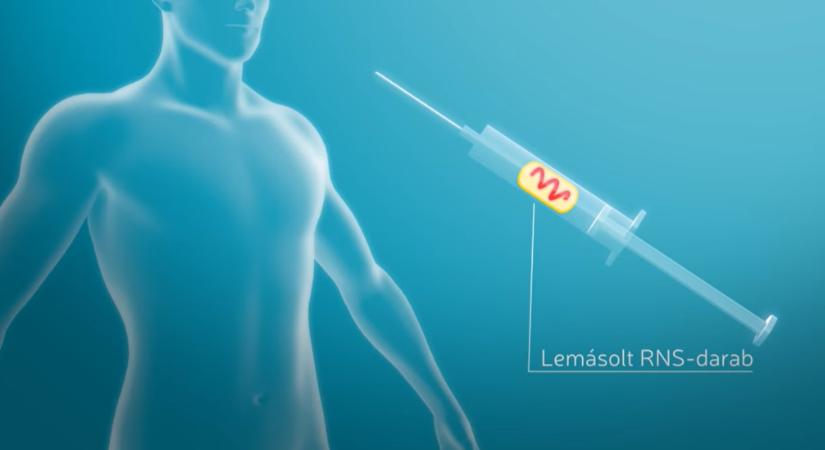 Látványos animáció mutatja be a koronavírus elleni vakcina működését