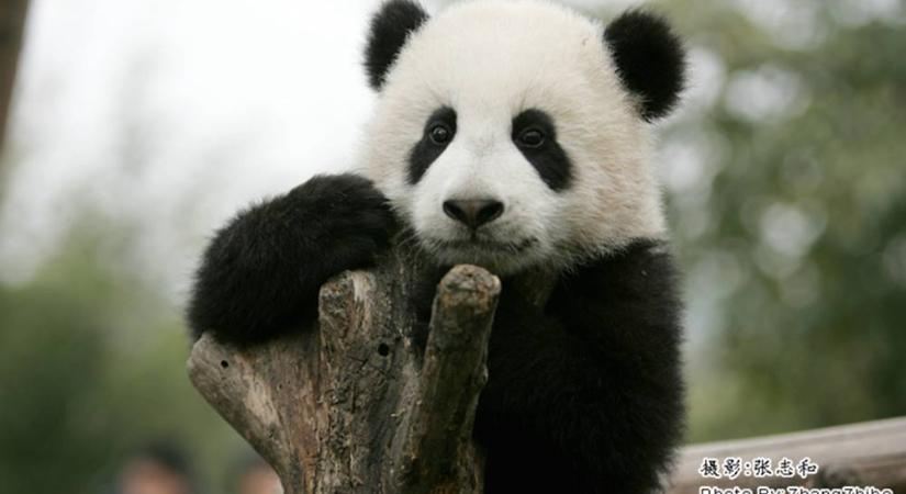 Less be egy panda napközibe, hogy jobb kedved legyen!