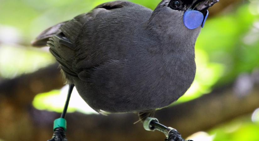 Visszahozták a kihalás széléről az Új-Zélandon honos északi-szigeti kokakót