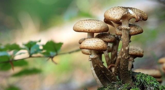 Kvíz: Ismered az ehető gombák mérgező párjait? 10-ből csak 2-en tudják mind!