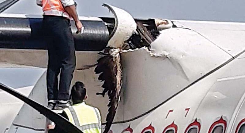 Belefúródott egy madár egy indiai repülőgépbe
