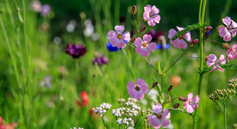 Mennyire ismeri a tavaszi vadvirágokat?