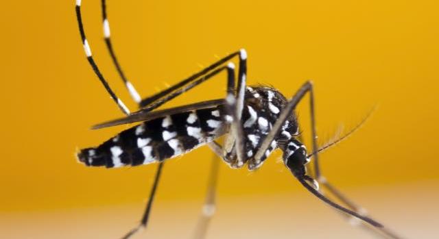 Veszélyes vírusokat hozhatnak magukkal az Ázsiából Magyarországra érkező csípőszúnyogok
