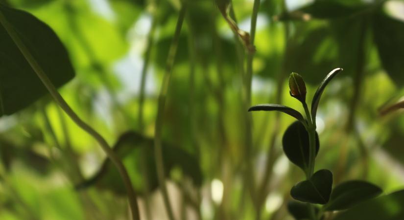 Makáry Sebestyén versei