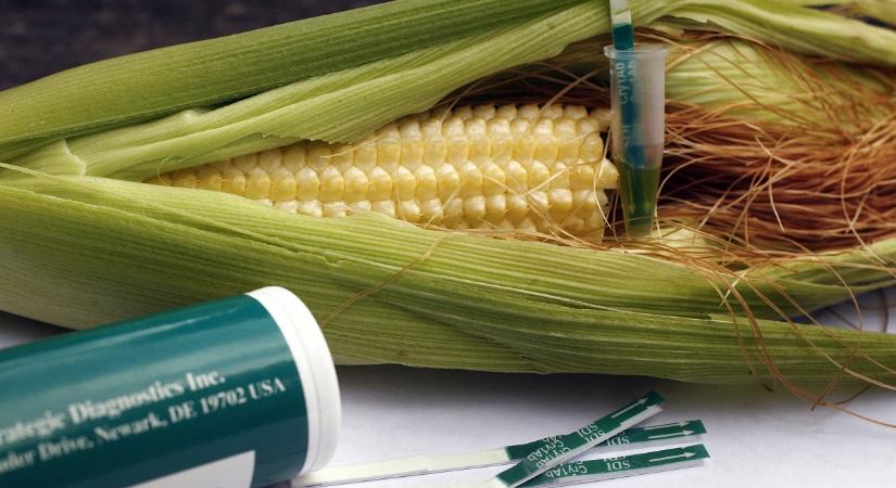 EP: A Bizottság álljon le a GMO-kampánnyal