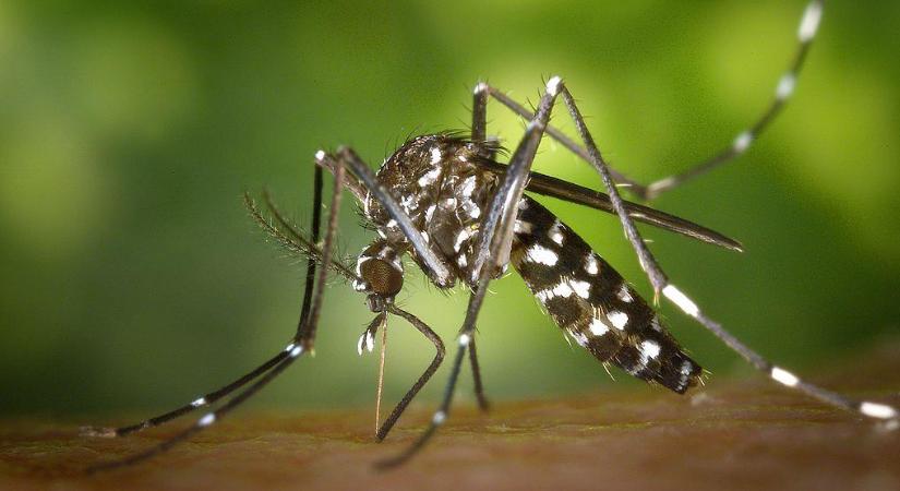 Új weboldal segíti az invazív szúnyogok feltérképezését