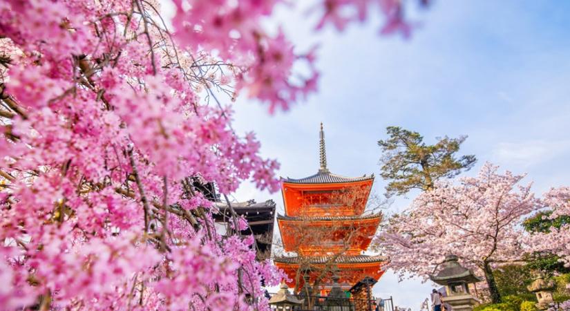 1200 éve nem virágzott ilyen korán a japán cseresznyevirág, és ez semmi jót nem jelent