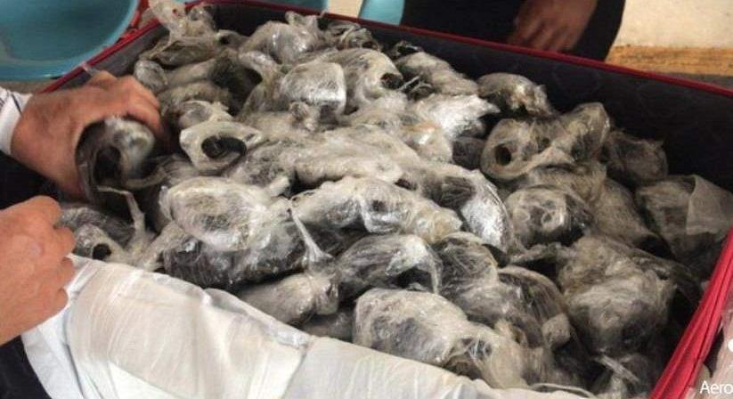 Közel 200 teknőst találtak egy bőröndben egy Galápagos-szigeteki repülőtéren
