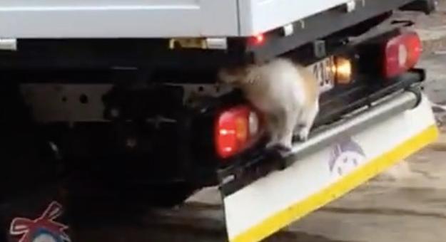 Meglepő módon menekült a macska az árvíz elől – videó