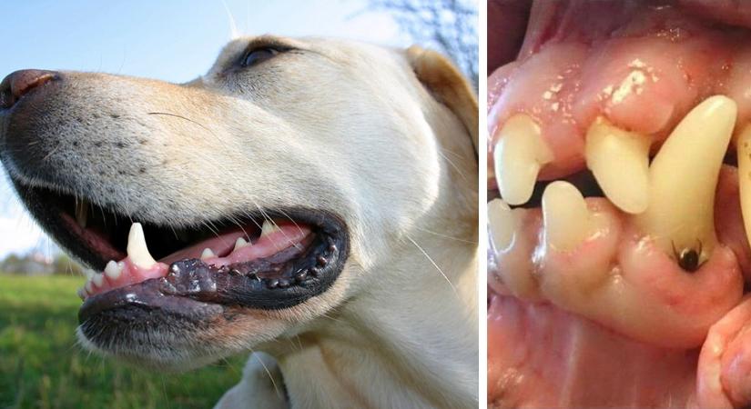Kullancsveszély: nézd meg a kutyád száját is!