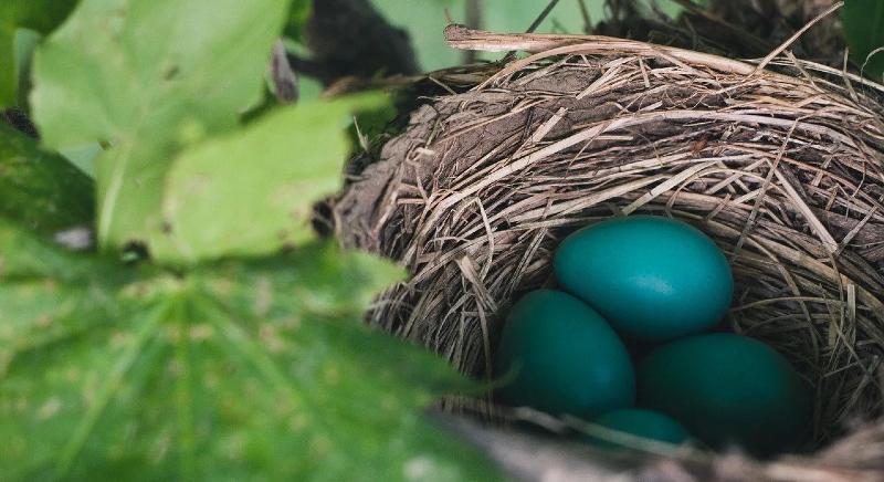 Áldott húsvéti ünnepet kívánunk!