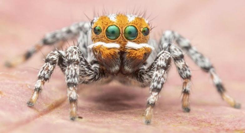Narancssárga pofájú, tündéri pókfajt fedeztek fel Ausztráliában