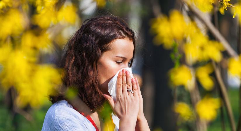 A napokban allergiás tüneteket okozhat a nyírfa pollenje