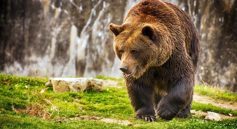 Rekordot döntött a francia Pireneusokban élő barnamedvék száma