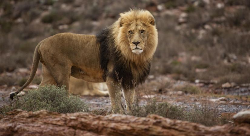 Ibrahimovic 10 éve lelőtt egy oroszlánt Afrikában, most támadják érte